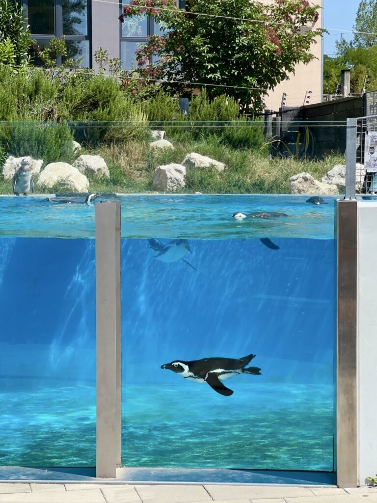 Gyor Zoo Hungary