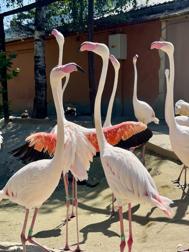 Gyor Zoo Hungary