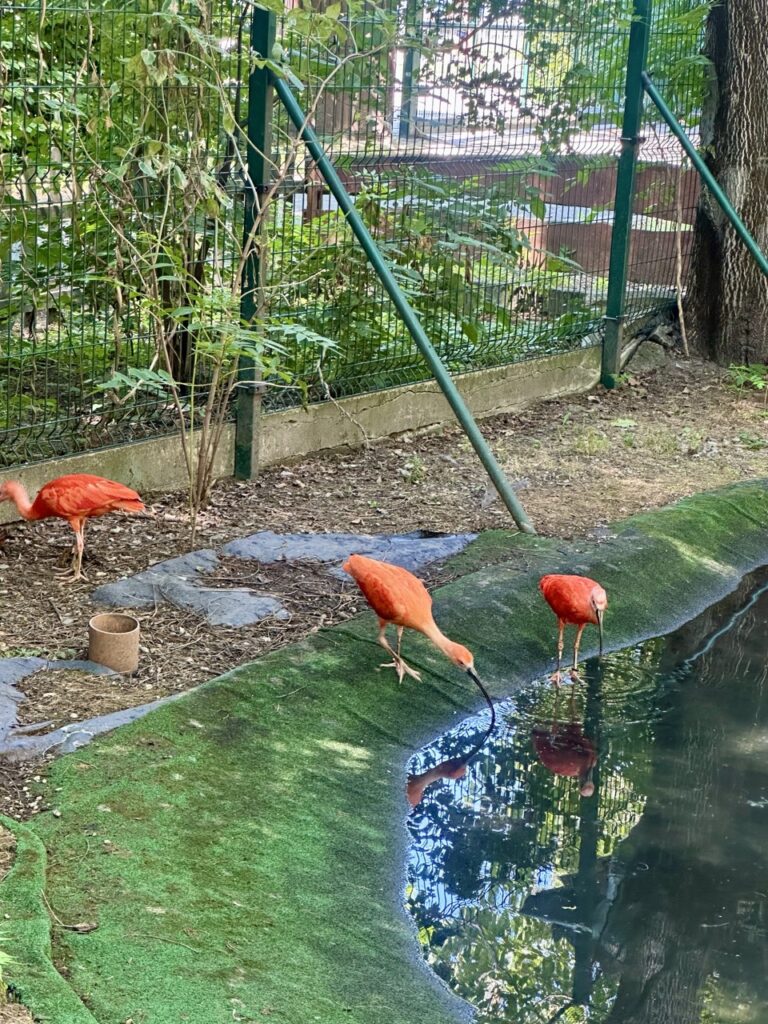 Gyor Zoo Hungary