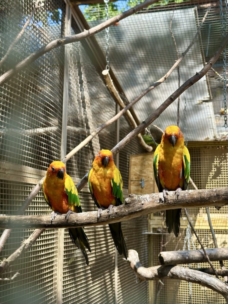 Gyor Zoo Hungary
