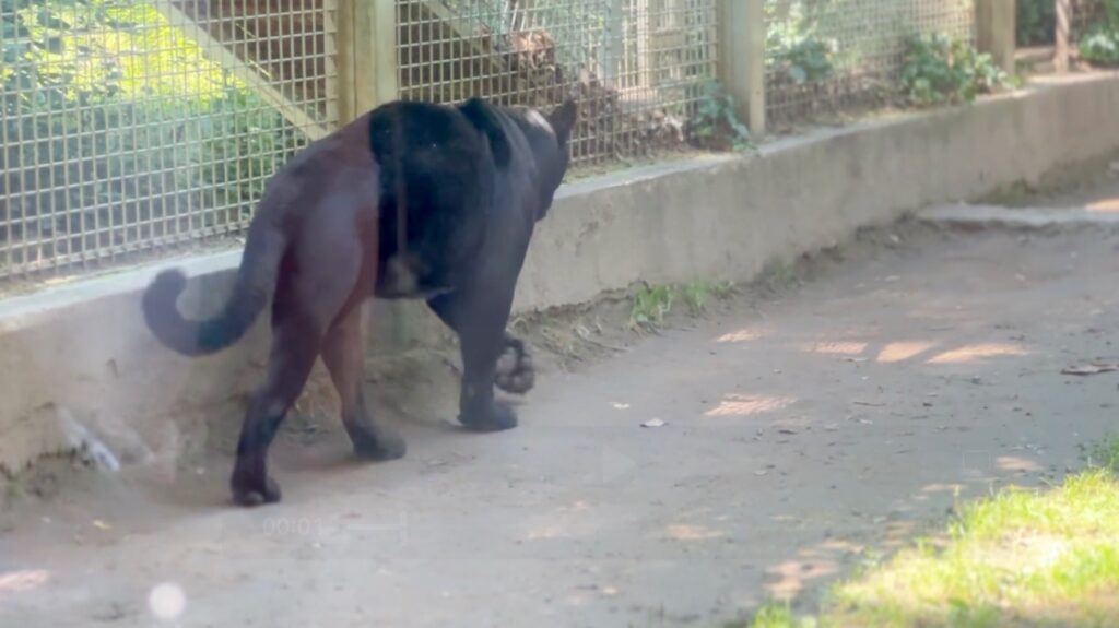 Gyor Zoo Hungary