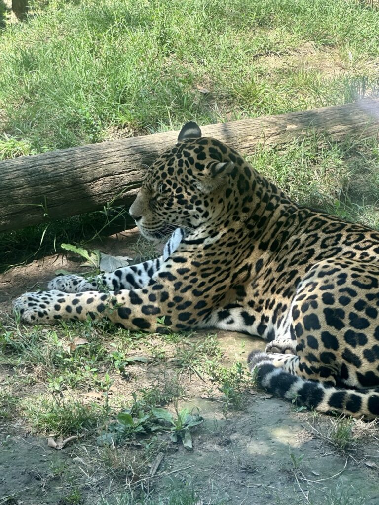 Gyor Zoo Hungary