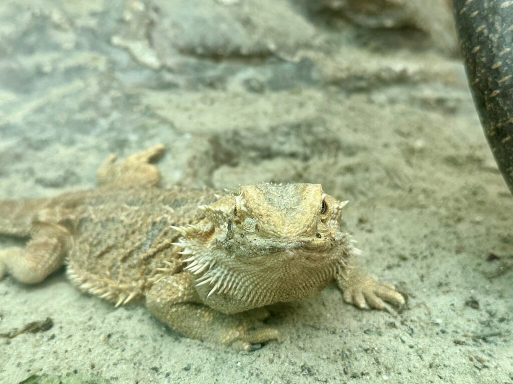 Gyor Zoo Hungary