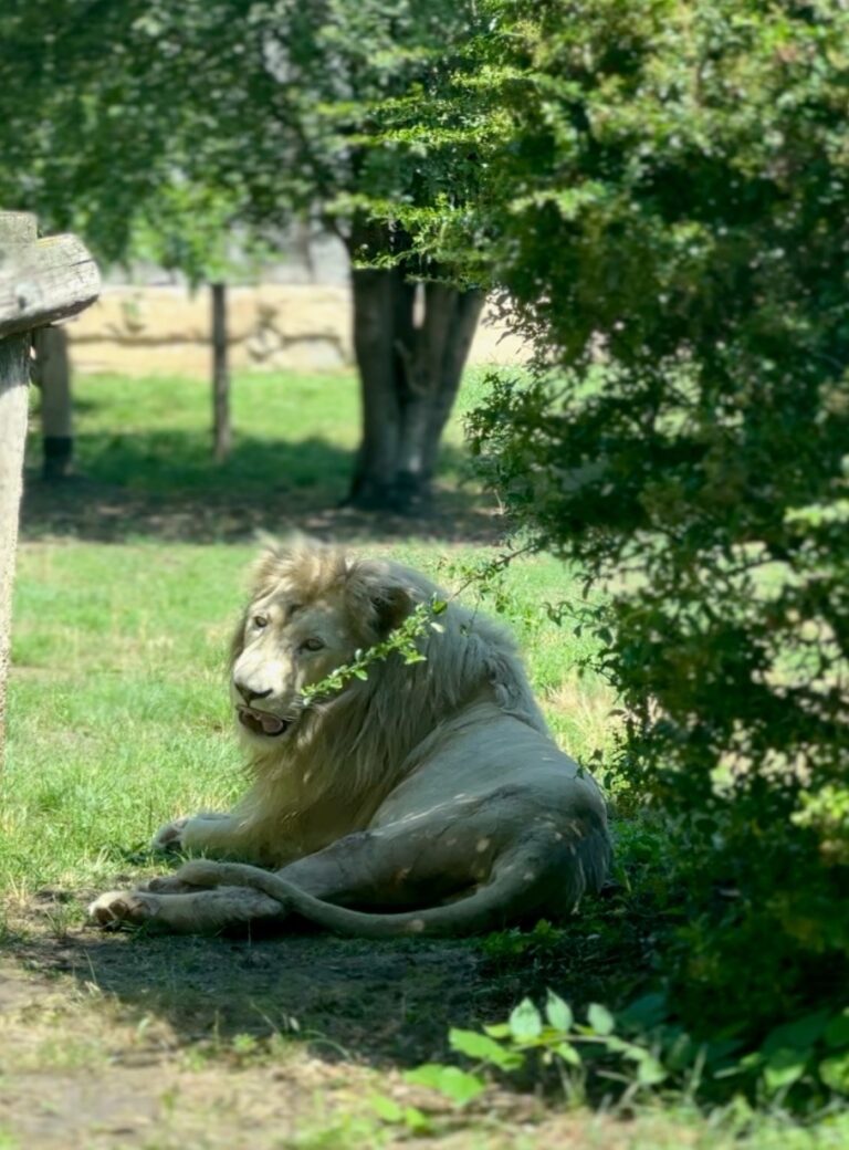 Gyor Zoo Hungary