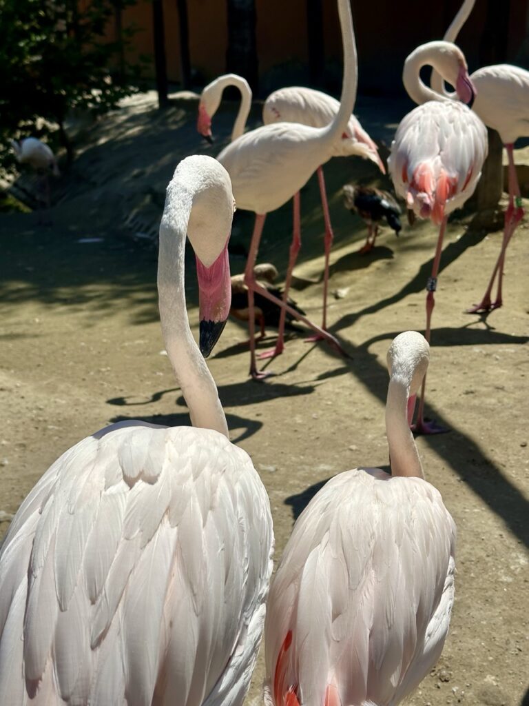 Gyor Zoo Hungary