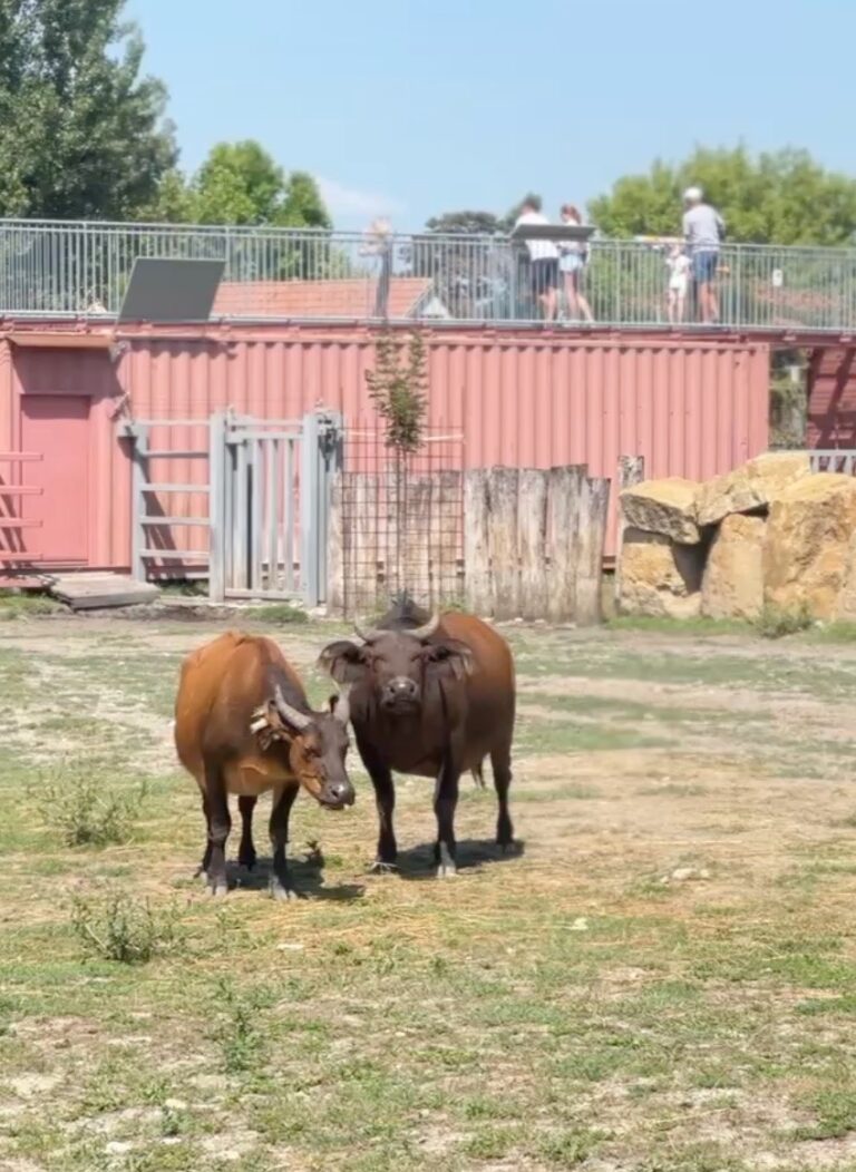Gyor Zoo Hungary