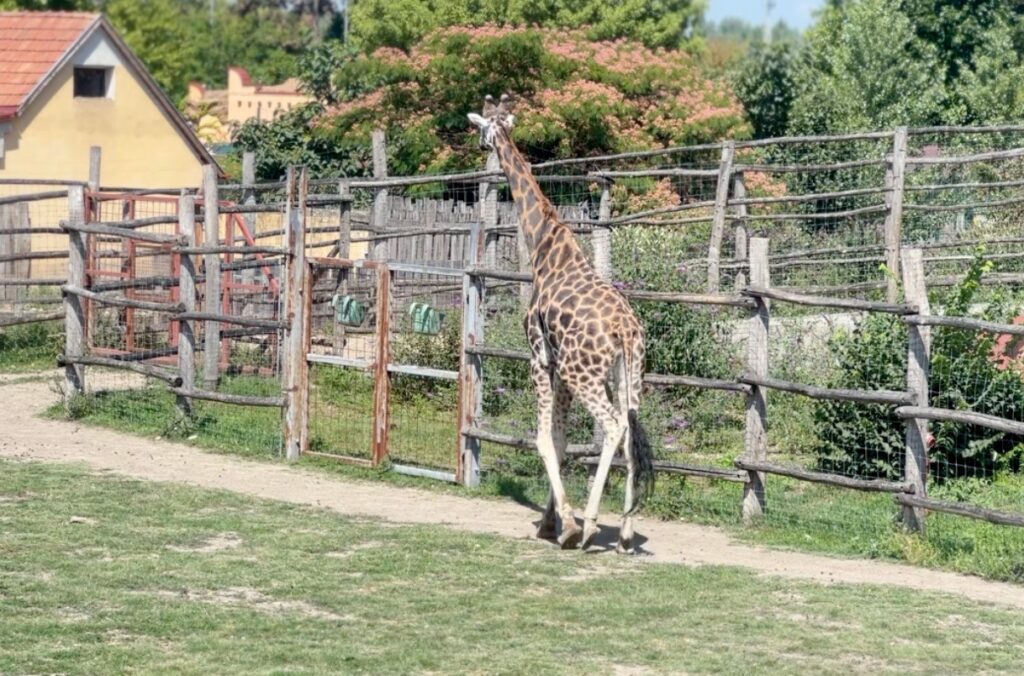 Gyor Zoo Hungary