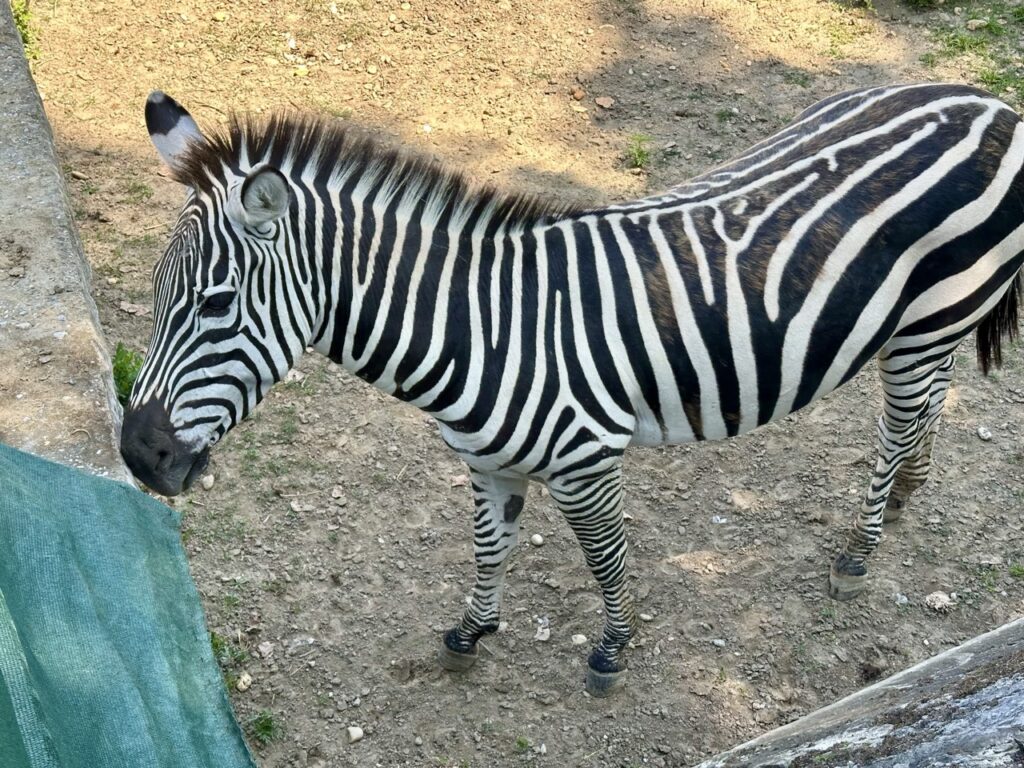 Gyor Zoo Hungary