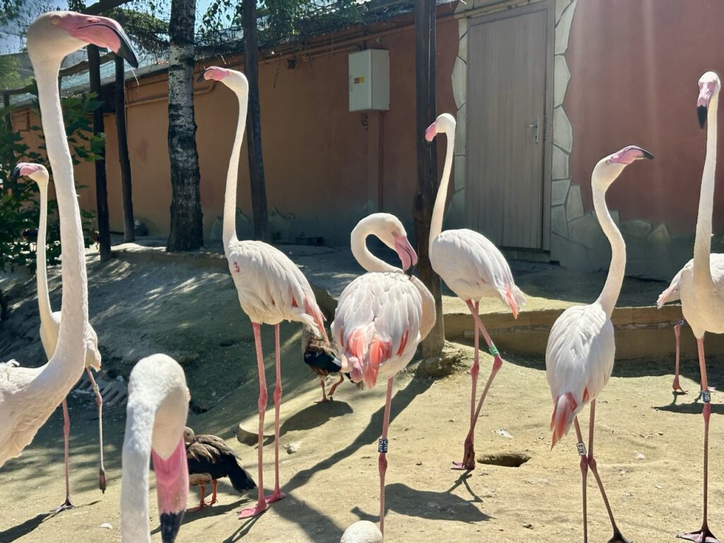 Gyor Zoo Hungary