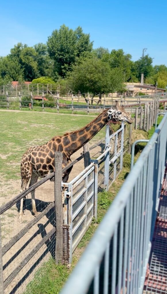 Gyor Zoo Hungary