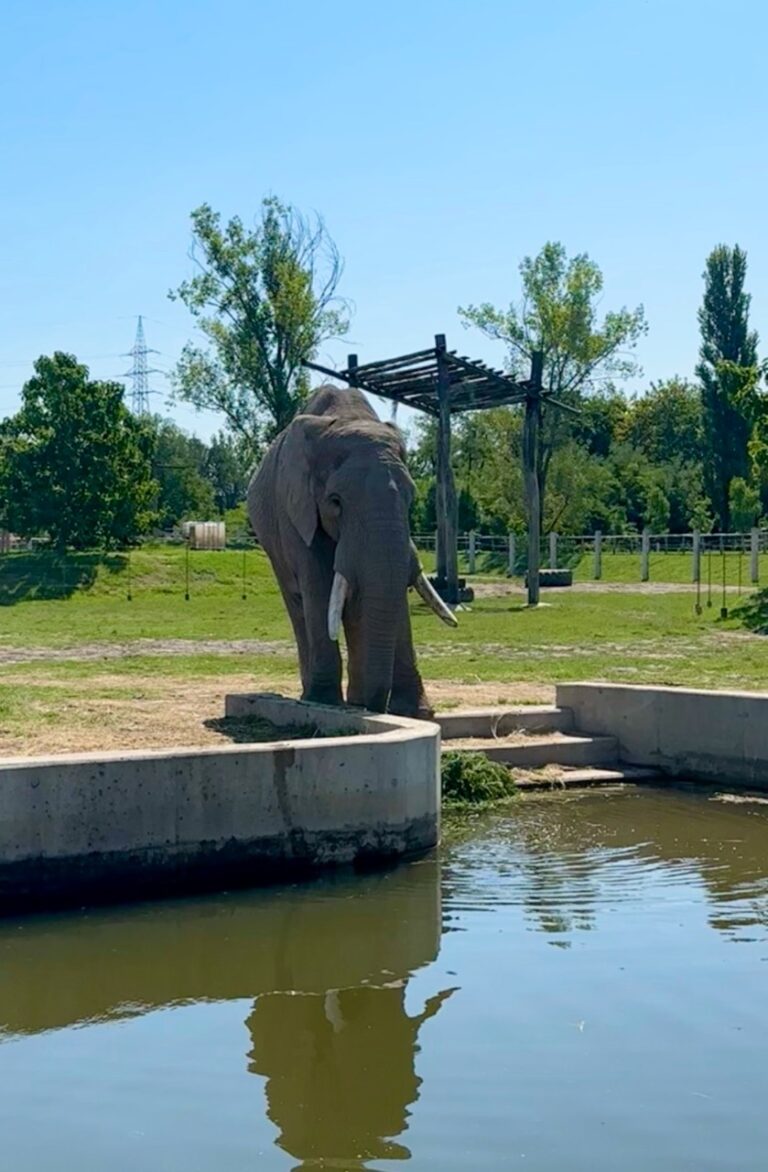 Gyor Zoo Hungary