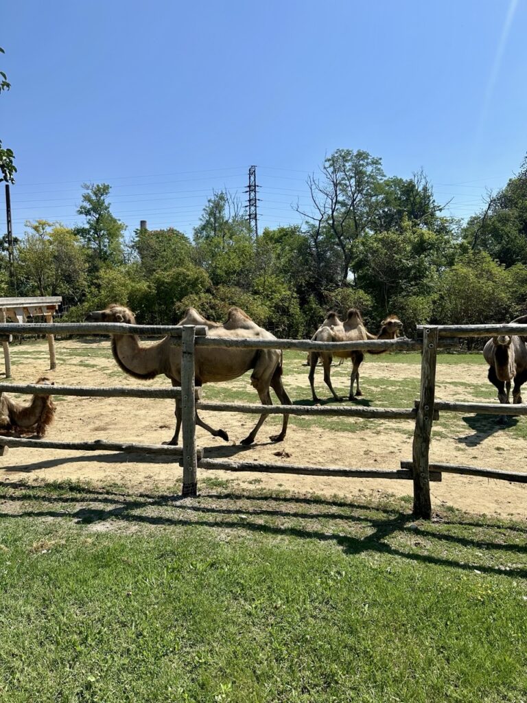 Gyor Zoo Hungary