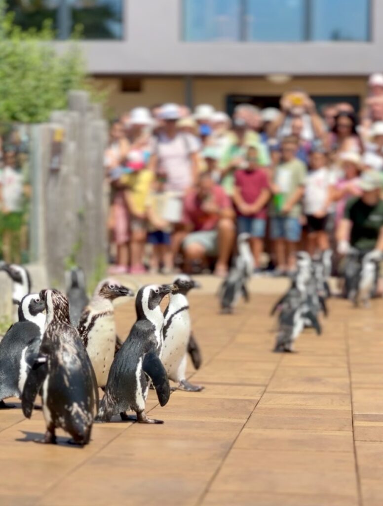 Gyor Zoo Hungary