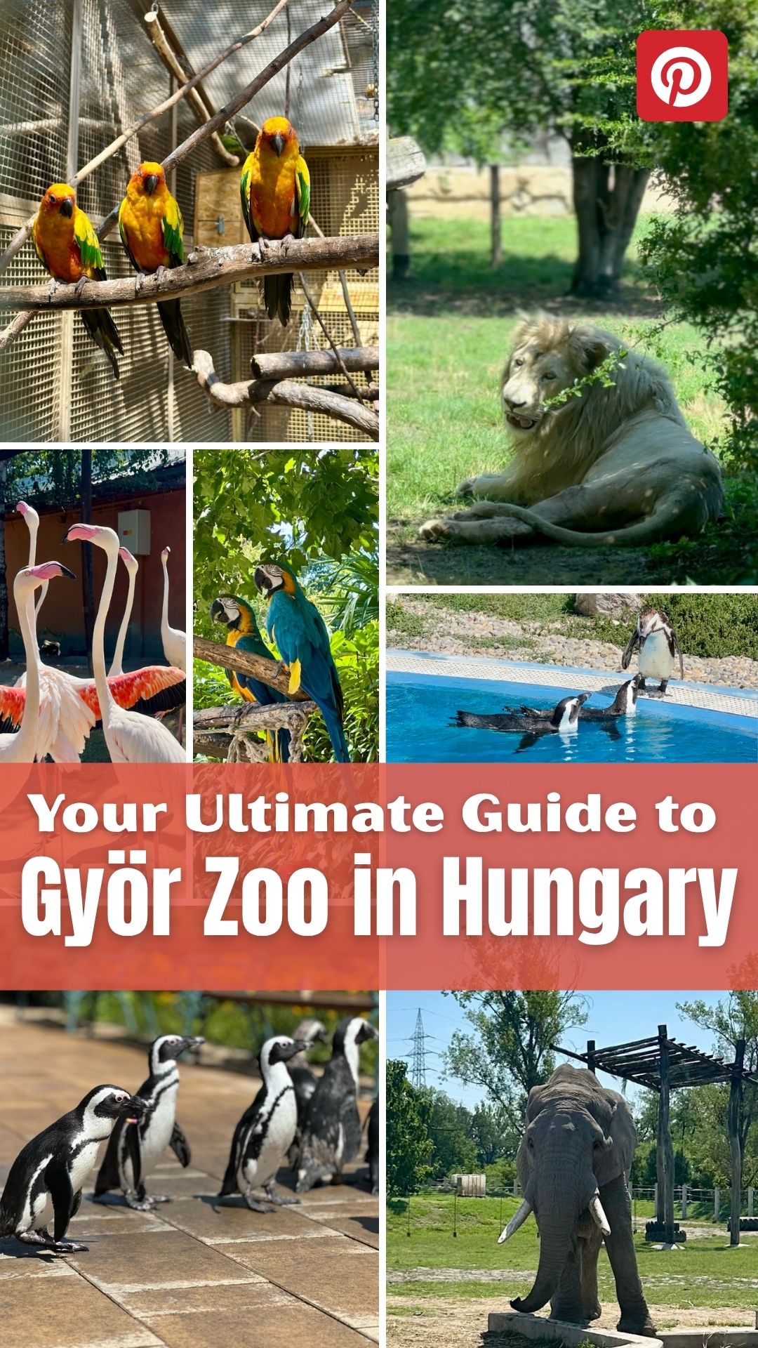 Collage of animals including parrots, a lion, flamingos, penguins, and an elephant at Györ Zoo