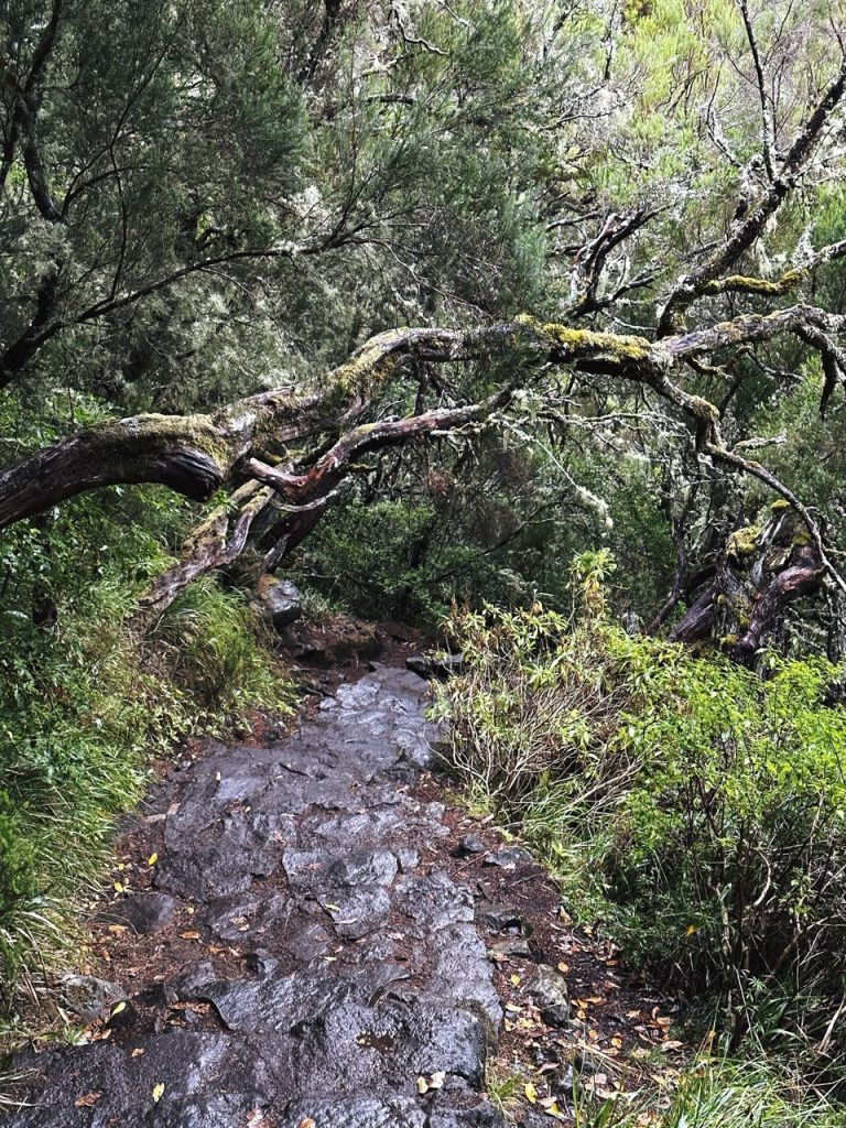 Madeira Levadas