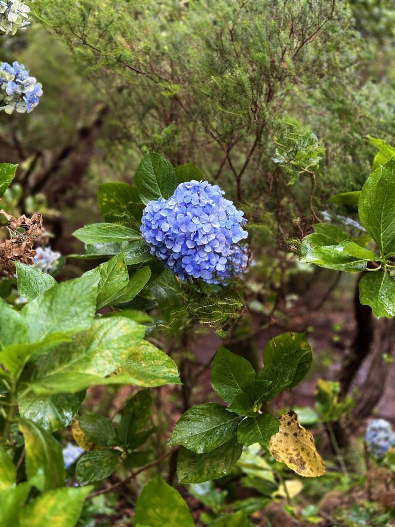 Madeira Levadas