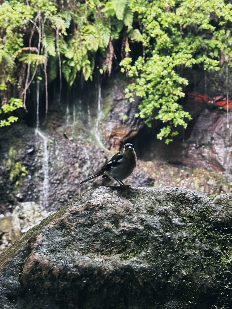 Madeira Levadas