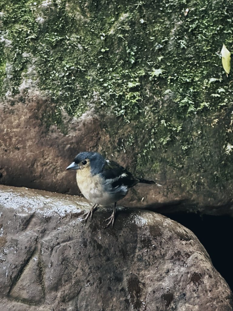 Madeira Levadas