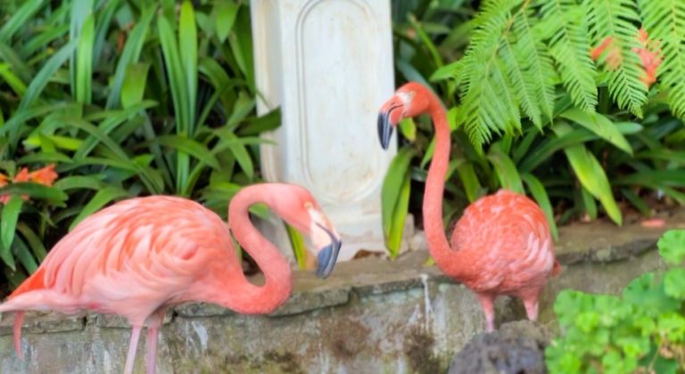 Monte Tropical garden Funchal