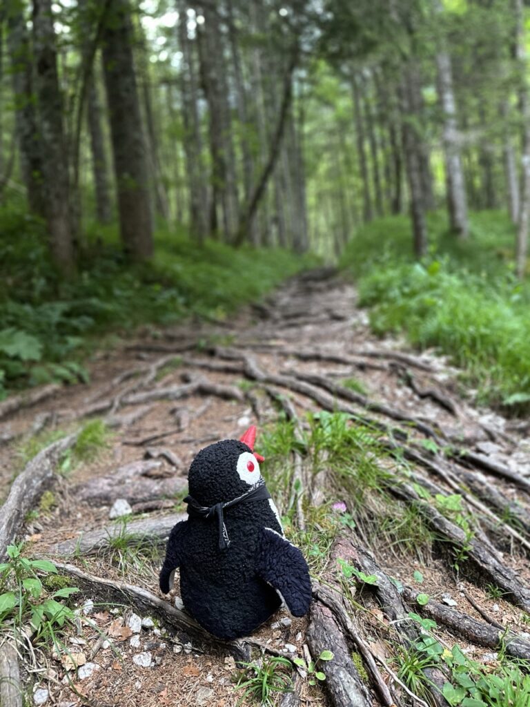 Mostnice Waterfall hike