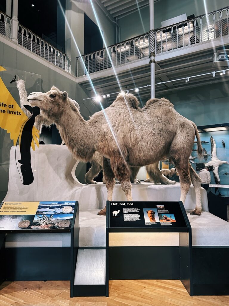 National Museum Scotland Edinburgh