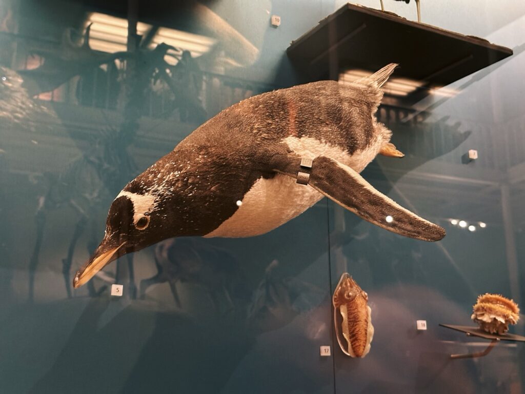National Museum Scotland Edinburgh