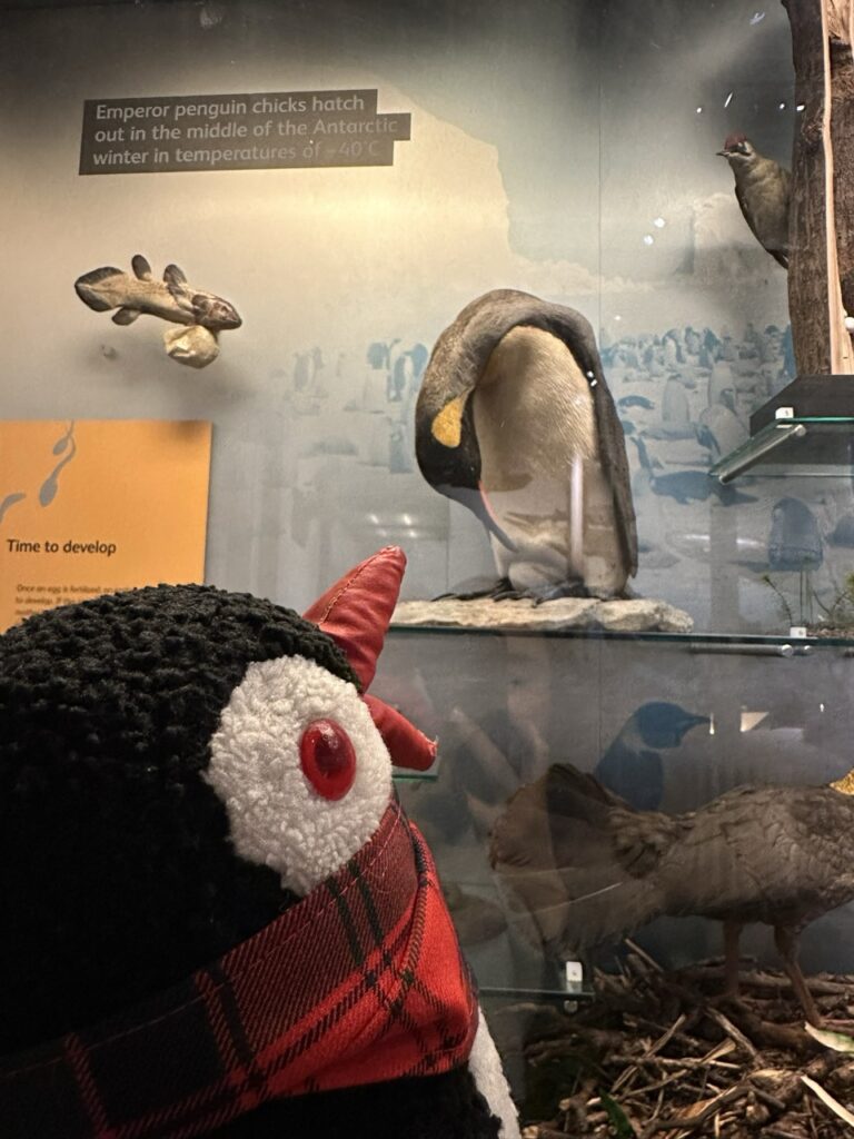 National Museum Scotland Edinburgh