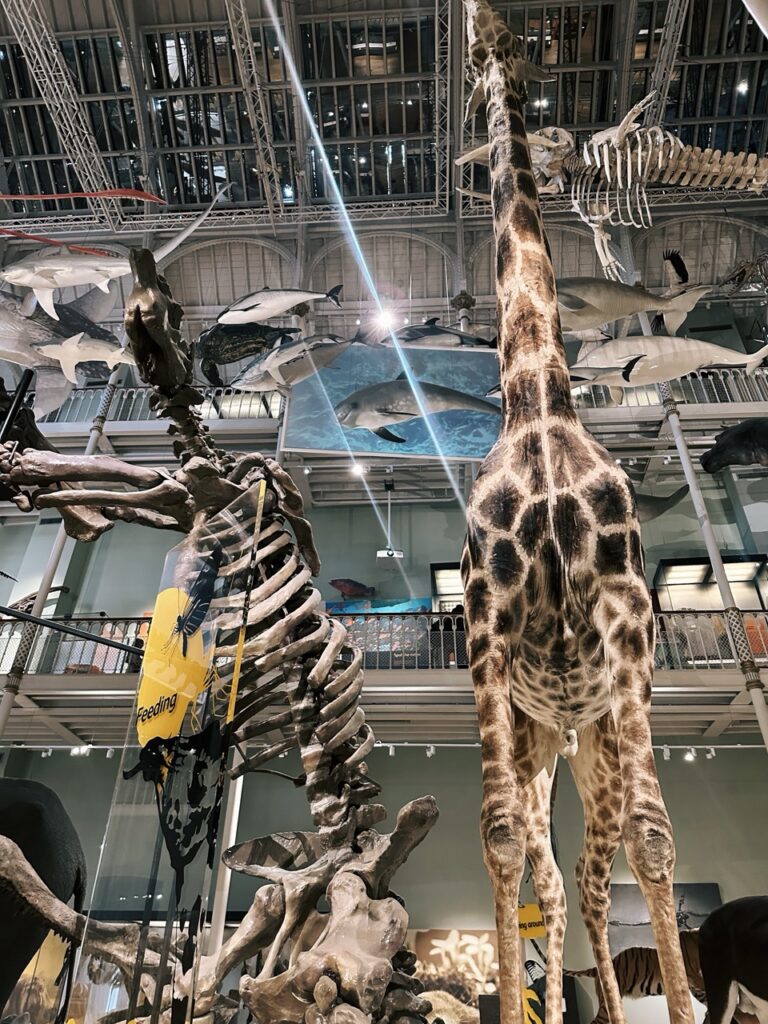 National Museum Scotland Edinburgh