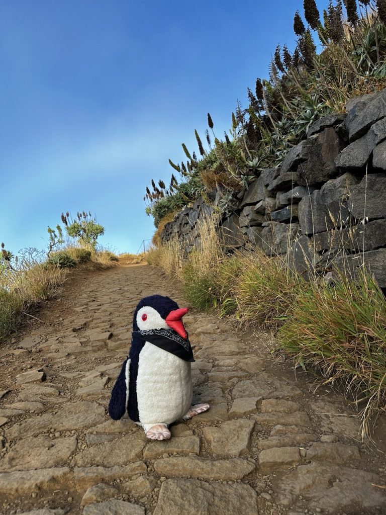 Pico ruivo Hike