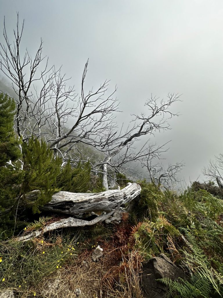 Pico ruivo Hike
