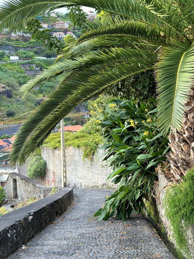 Ribeira Brava