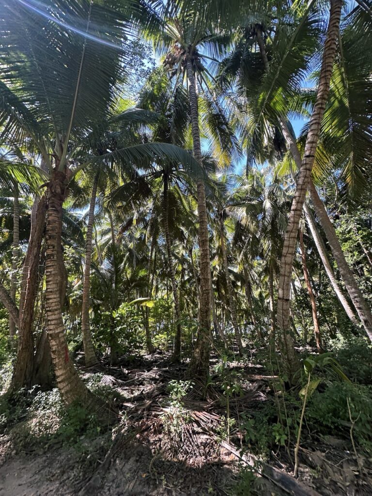Saona Island