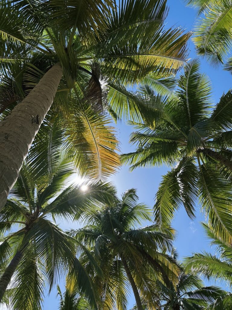 Saona Island