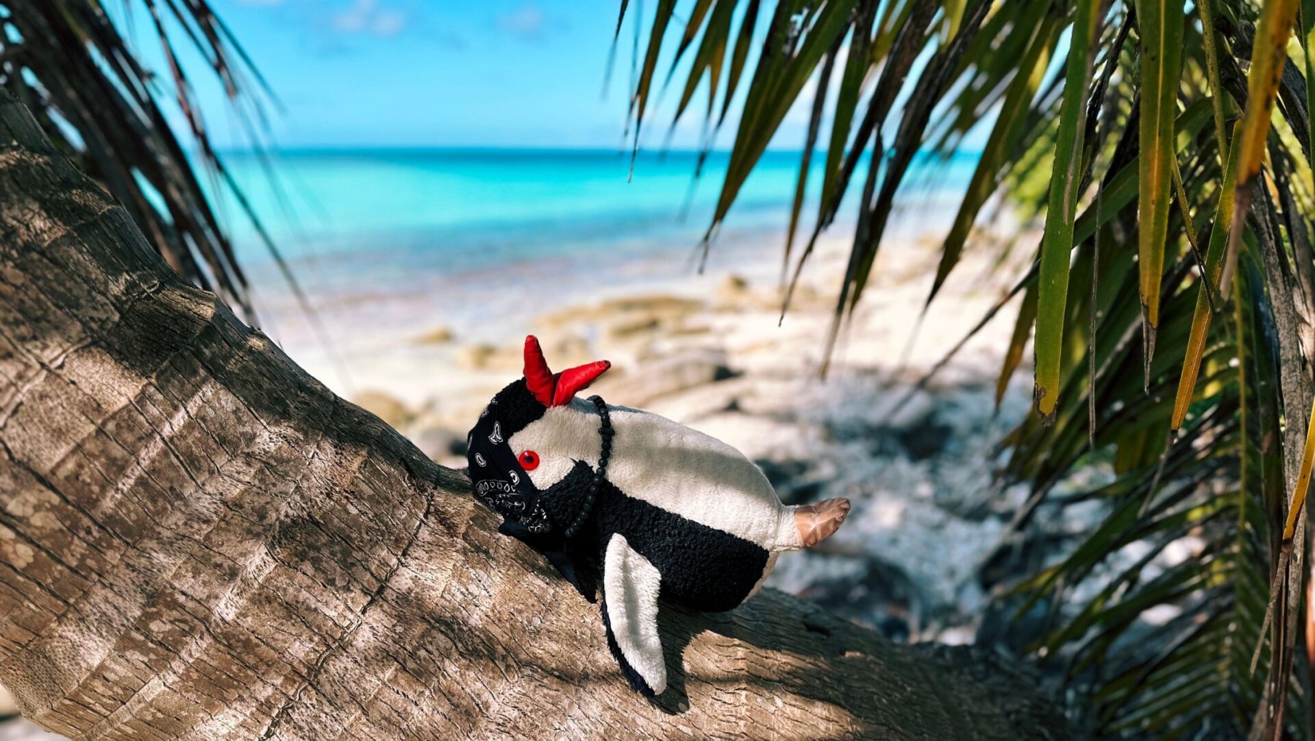 Saona Island featured