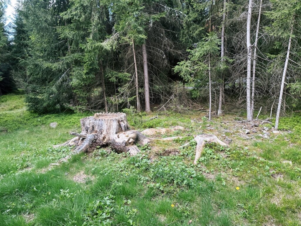 Skamzen pribylia Slovakia