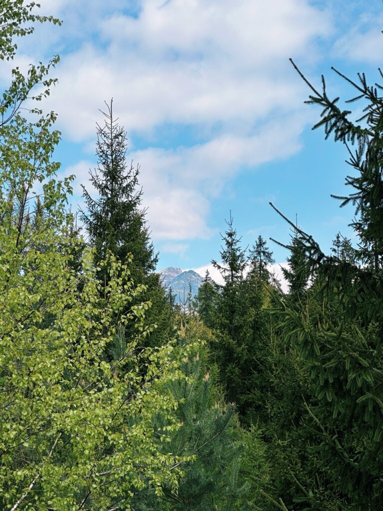 Skamzen pribylia Slovakia