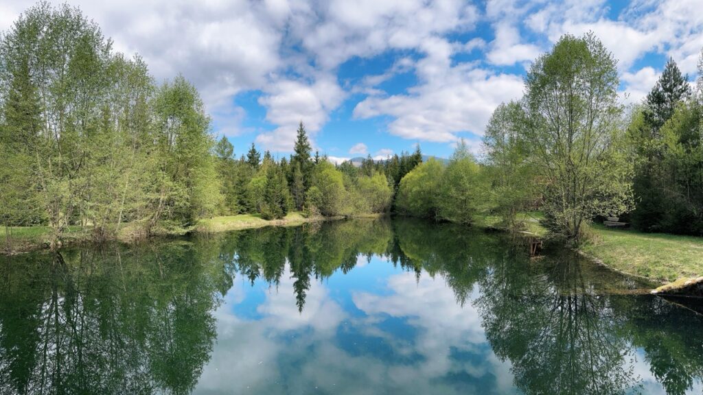 Skamzen pribylia Slovakia