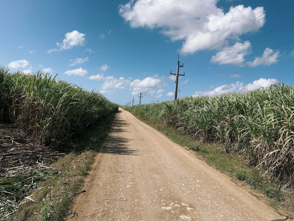 Sugarcane plantation Dominican Republic