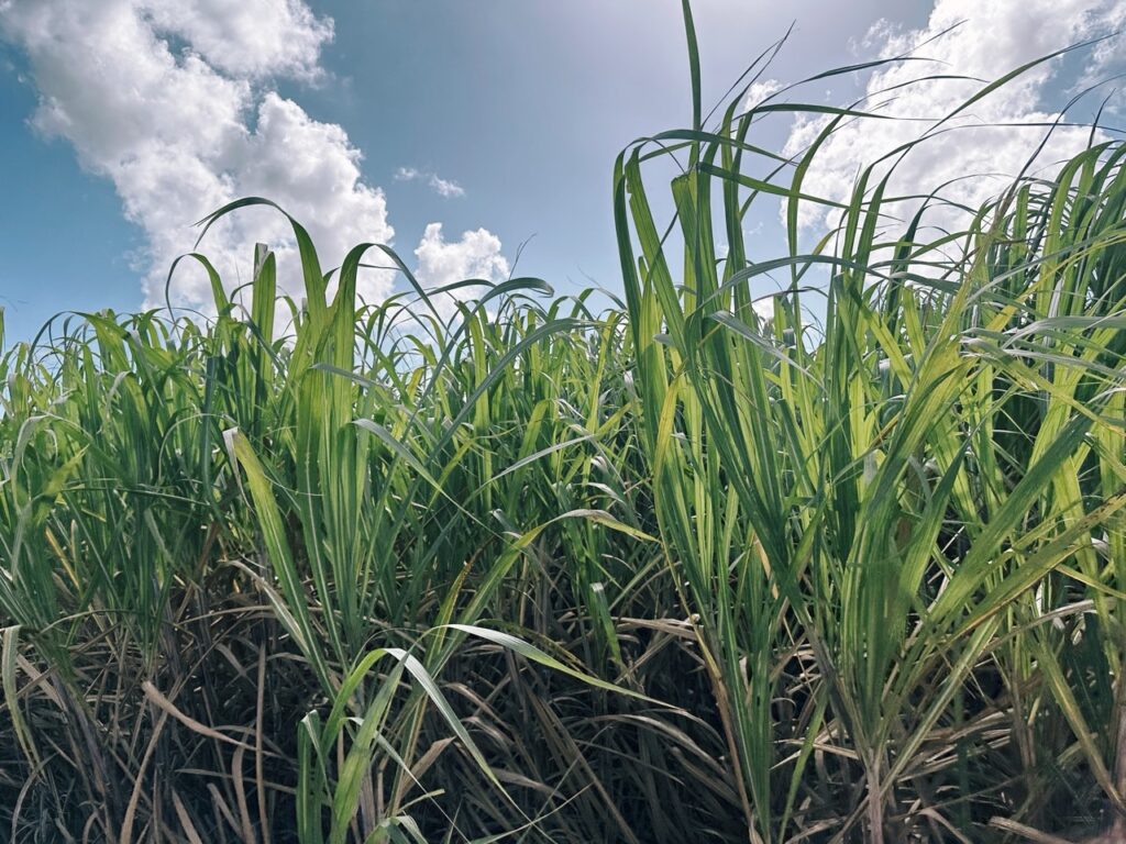 Sugarcane plantation Dominican Republic