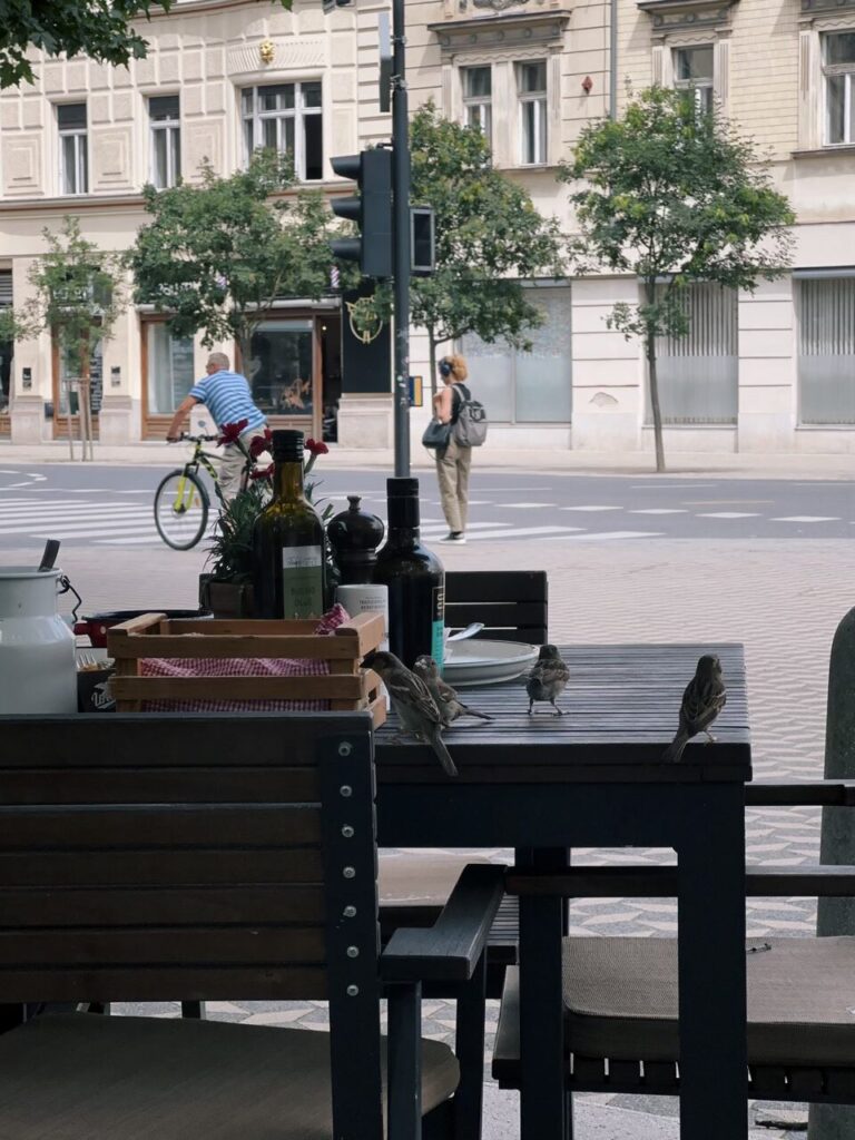 Small birds perch on a restaurant table overlooking a street in Slovenia
