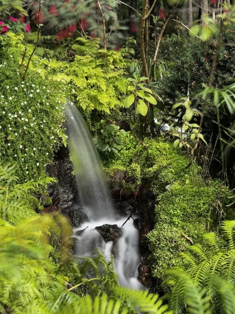 Tropical garden Funchal