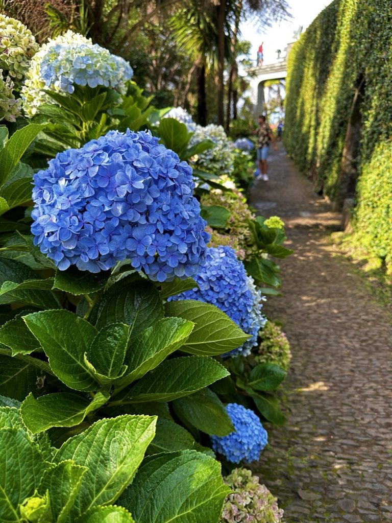Tropical garden Funchal