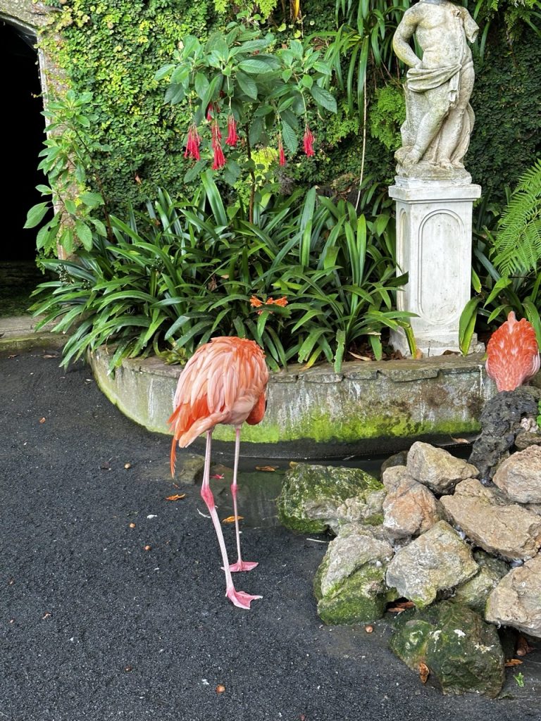 Tropical garden Funchal