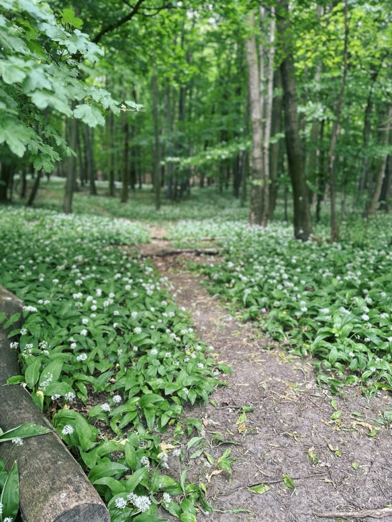 Zaruby hike slovakia