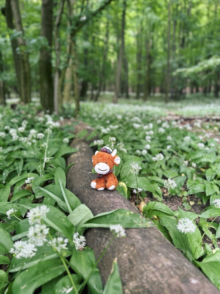 Zaruby hike slovakia