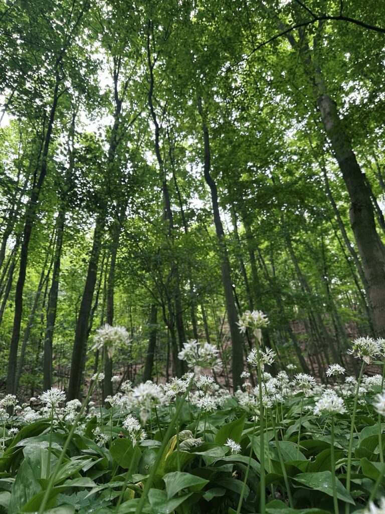 Zaruby hike slovakia